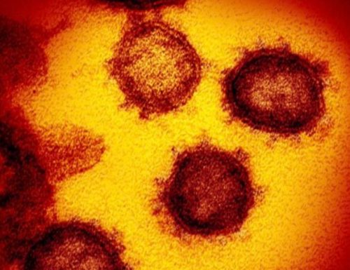 I linfociti T sono un’altra arma contro il coronavirus?