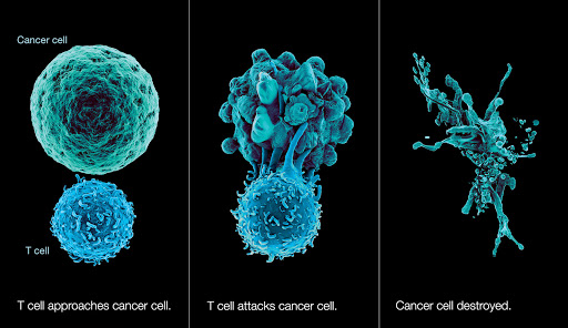 T Cell approaches, attacks and destroy cancer cell