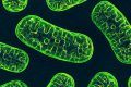 Ora riusciamo a modificare anche il DNA dei mitocondri