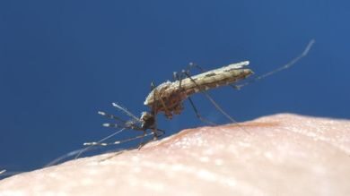 Combattere la Malaria con le zanzare!