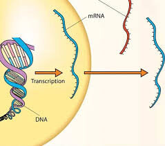 Tecnologia mRNA: una storia iniziata 30 anni fa